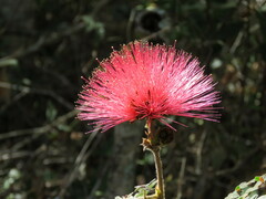 Calliandra dysantha