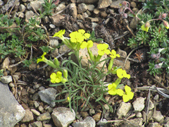 Erysimum nevadense