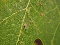Erasmoneura