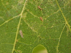 Erasmoneura