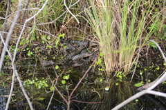 Alligator mississippiensis