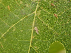 Erasmoneura