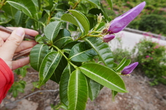 Cryptostegia madagascariensis