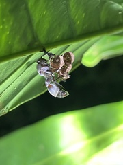 Ropalidia guttatipennis