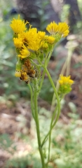 Senecio scorzonella