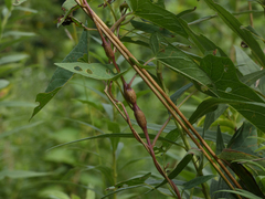 Neolasioptera convolvuli