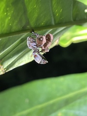 Ropalidia guttatipennis