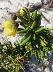 Roepera spinosa