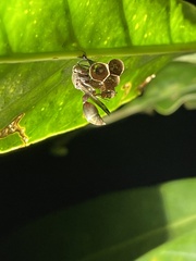 Ropalidia guttatipennis