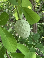 Annona macroprophyllata