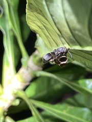 Ropalidia guttatipennis