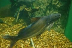 Pimelodus albicans