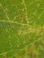Erasmoneura
