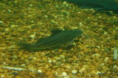 Pimelodus albicans