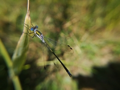 Lestes sponsa