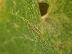 Erasmoneura