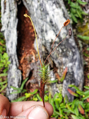 Polytrichadelphus magellanicus