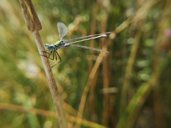 Lestes sponsa