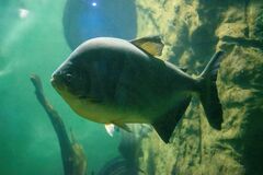 Piaractus mesopotamicus