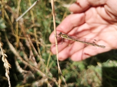 Lestes sponsa