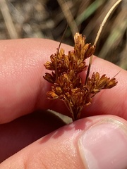 Juncus greenei