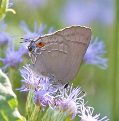 Allosmaitia strophius