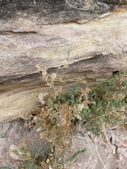 Lomatium parryi