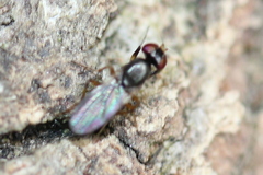 Heteromeringia nitida