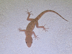 Mediodactylus russowii