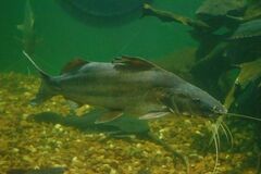 Pimelodus albicans