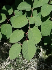 Reynoutria japonica