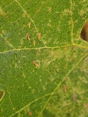 Erasmoneura