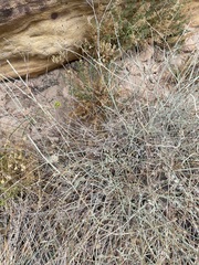 Lomatium parryi