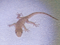 Mediodactylus russowii