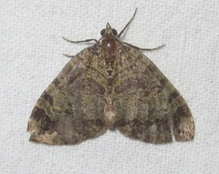 Hydriomena furcata