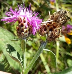 Centaurea fleischeri