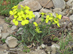 Erysimum nevadense