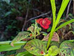 Kohleria inaequalis