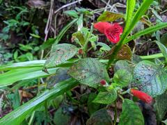 Kohleria inaequalis