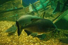 Piaractus mesopotamicus