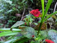 Kohleria inaequalis