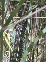 Gerrhosaurus nigrolineatus