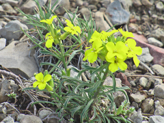 Erysimum nevadense