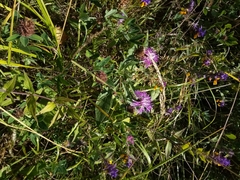 Centaurea fleischeri