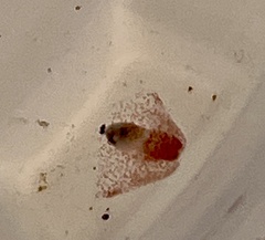 Gastropteron pacificum