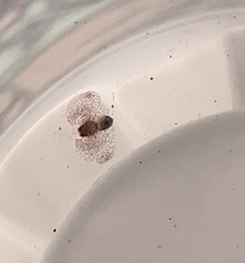 Gastropteron pacificum