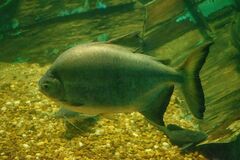 Piaractus mesopotamicus