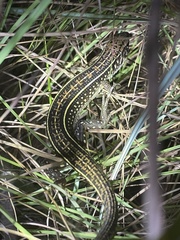 Gerrhosaurus nigrolineatus