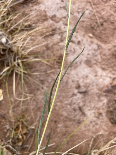 Image of Helianthus devernii by (c) Matt Berger, some rights reserved (CC BY)