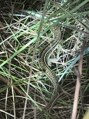 Gerrhosaurus nigrolineatus